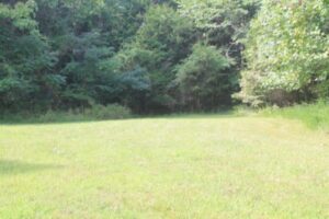 green field and trees