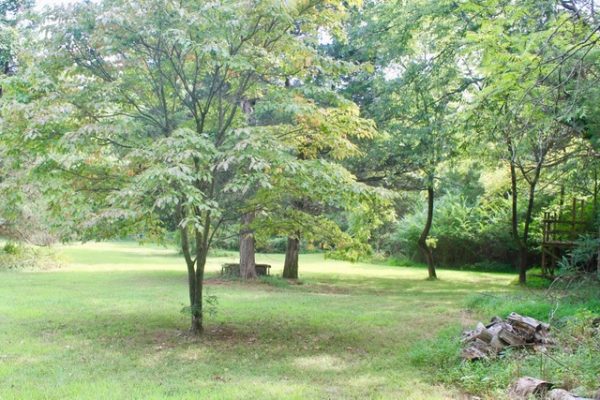 Wildon Grove farm showing trees and mowed grass
