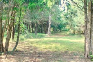 potential building site in open grove with trees