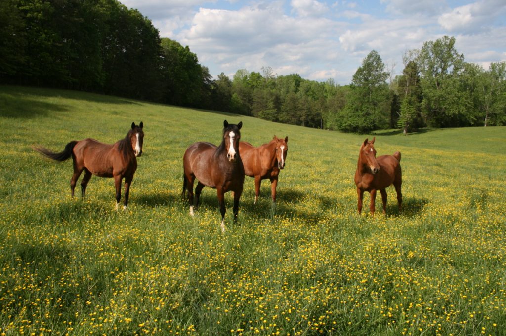 Horses Running Free on a Charlottesville horse farm